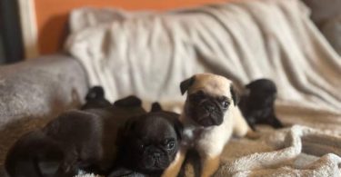 Black and fawn Pugs