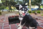 Rare Pomsky puppies for sale