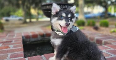Rare Pomsky puppies for sale