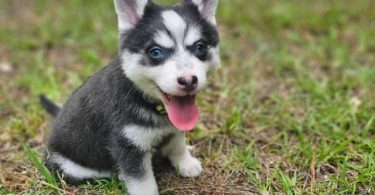 Rare Pomsky puppies for sale
