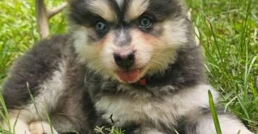 Rare Pomsky puppies for sale
