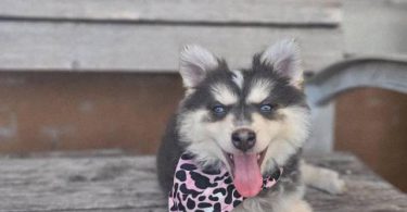 Rare Pomsky puppies for sale