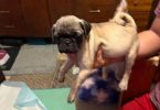 3 purebred short legged Pug puppies for sale