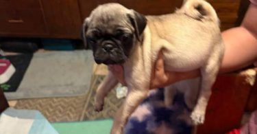 3 purebred short legged Pug puppies for sale