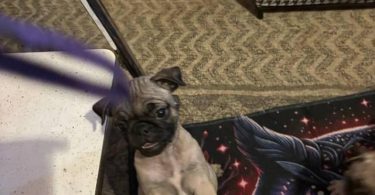 3 purebred short legged Pug puppies for sale