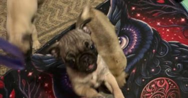 3 purebred short legged Pug puppies for sale