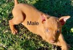 Miniature Pinscher puppies for sale