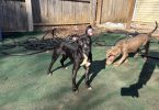 American Staffordshire puppy for adoption