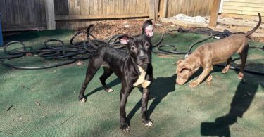 American Staffordshire puppy for adoption