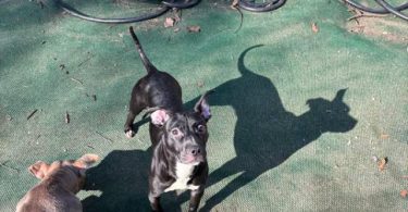 American Staffordshire puppy for adoption
