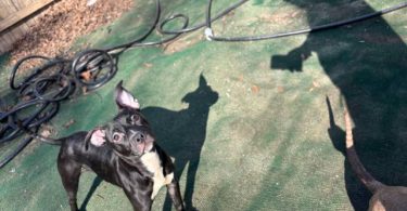 American Staffordshire puppy for adoption