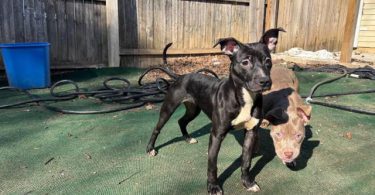 American Staffordshire puppy for adoption