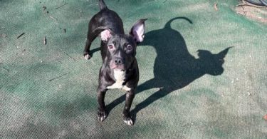 American Staffordshire puppy for adoption