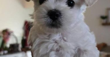 Cute Maltipoo puppies