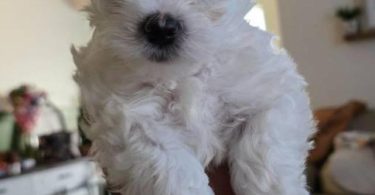 Cute Maltipoo puppies