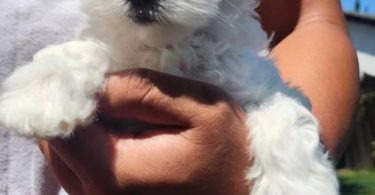 Cute Maltipoo puppies