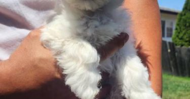 Cute Maltipoo puppies