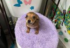 4 male Chihuahua puppies ready for their new home