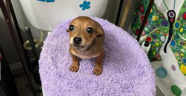 4 male Chihuahua puppies ready for their new home