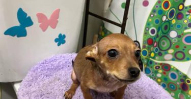 4 male Chihuahua puppies ready for their new home