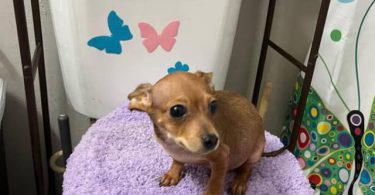 4 male Chihuahua puppies ready for their new home
