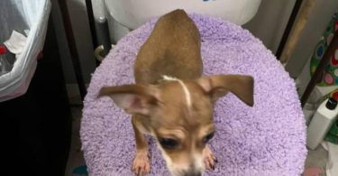4 male Chihuahua puppies ready for their new home
