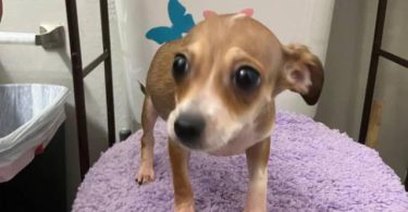 4 male Chihuahua puppies ready for their new home