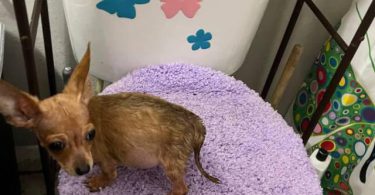 4 male Chihuahua puppies ready for their new home