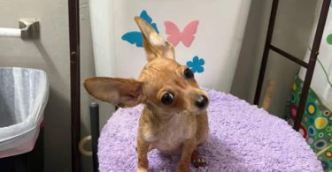 4 male Chihuahua puppies ready for their new home