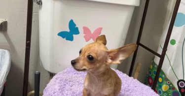 4 male Chihuahua puppies ready for their new home