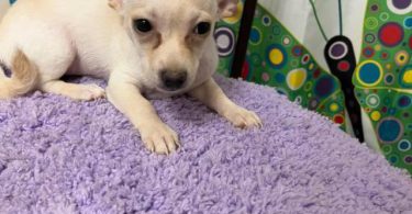 4 male Chihuahua puppies ready for their new home