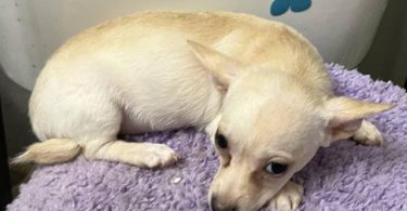 4 male Chihuahua puppies ready for their new home