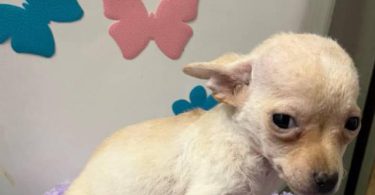 4 male Chihuahua puppies ready for their new home