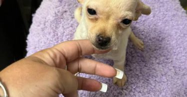 4 male Chihuahua puppies ready for their new home