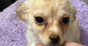 4 male Chihuahua puppies ready for their new home