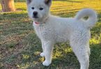 Purebred Japanese Akita not American