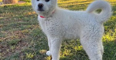 Purebred Japanese Akita not American