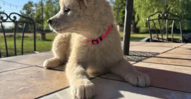 Purebred Japanese Akita not American