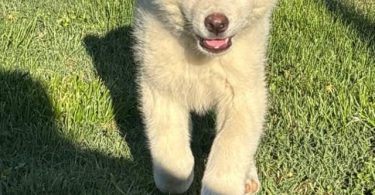 Purebred Japanese Akita not American