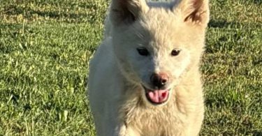 Purebred Japanese Akita not American