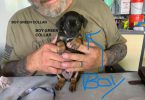 Cute and friendly Chihuahuas