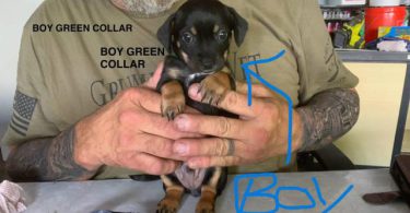 Cute and friendly Chihuahuas
