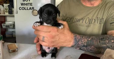 Cute and friendly Chihuahuas