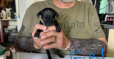 Cute and friendly Chihuahuas