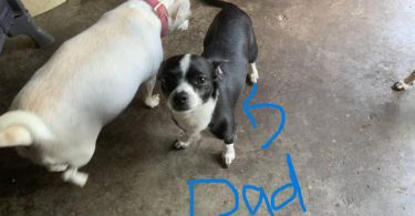 Cute and friendly Chihuahuas