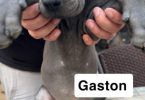 6 purebred great dane puppies for sale