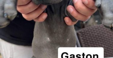 6 purebred great dane puppies for sale