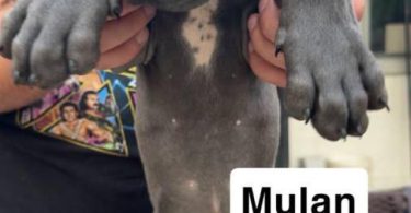 6 purebred great dane puppies for sale