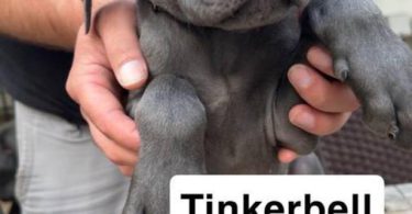 6 purebred great dane puppies for sale