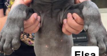 6 purebred great dane puppies for sale